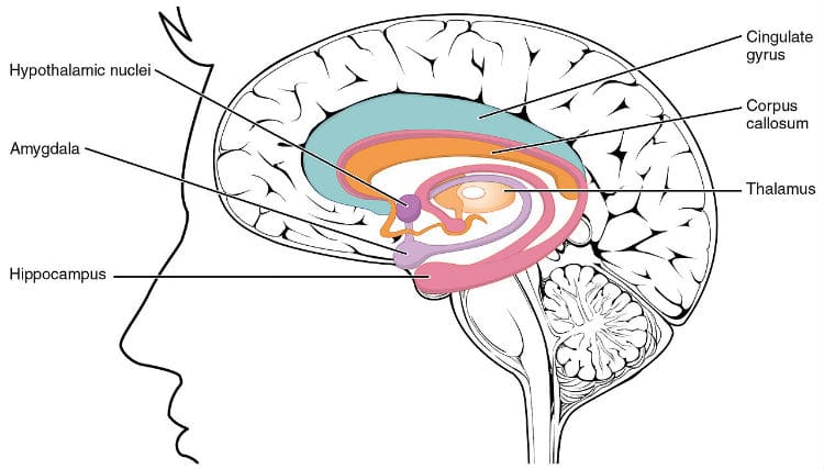 limbic-system-usc-music-brain-study