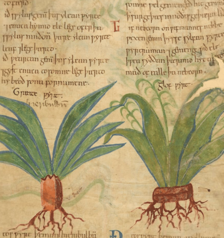 Manuscrito medieval de remedios herbolarios en línea