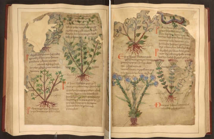 Medieval Herbal Remedies Manuscript Now Available Online