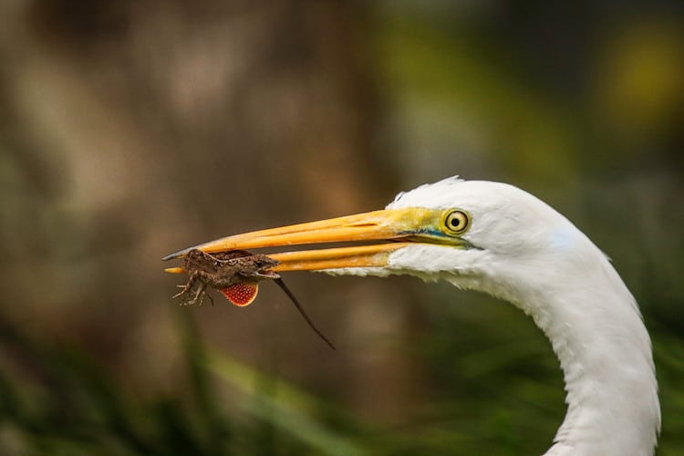 Robert Irwin Wildlife Photographer