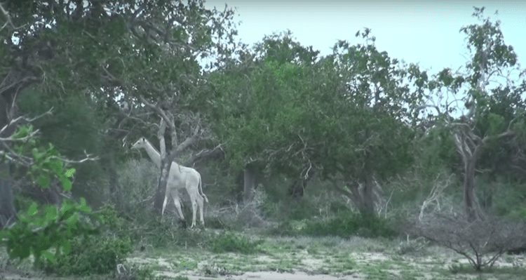 White Giraffe Kenya leucism