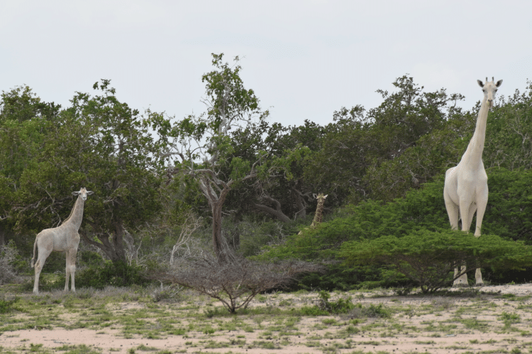 white giraffes leucism