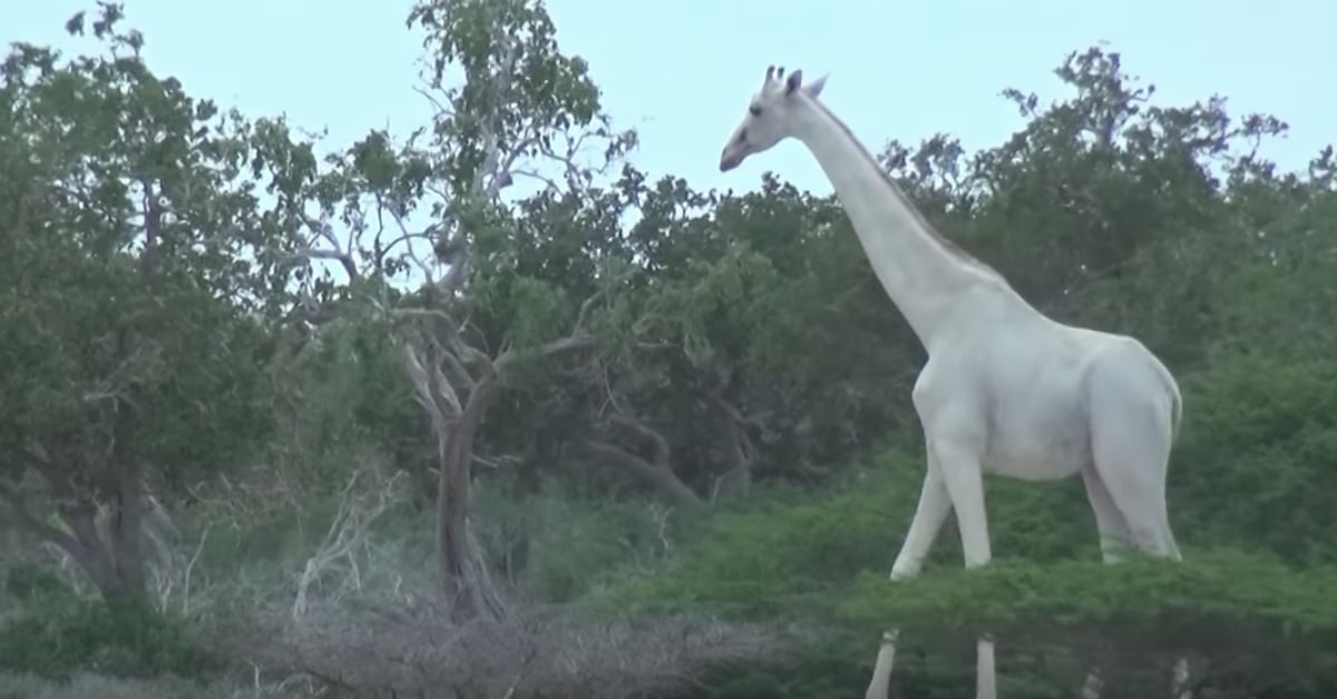 Rare White Giraffes Captured On Film For The First Time In Kenya Search By Muzli 