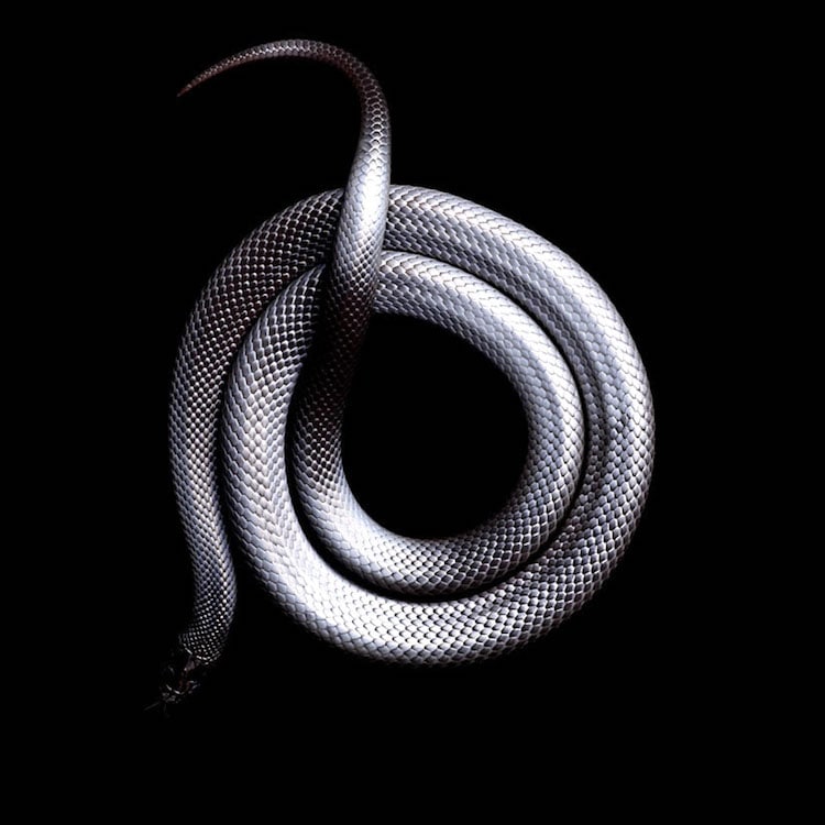 Mark Laita - Mexican black king snake