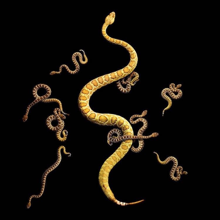 Mark Laita - Mojave rattlesnake with babies