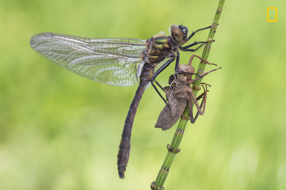 national geographic nature photography contest