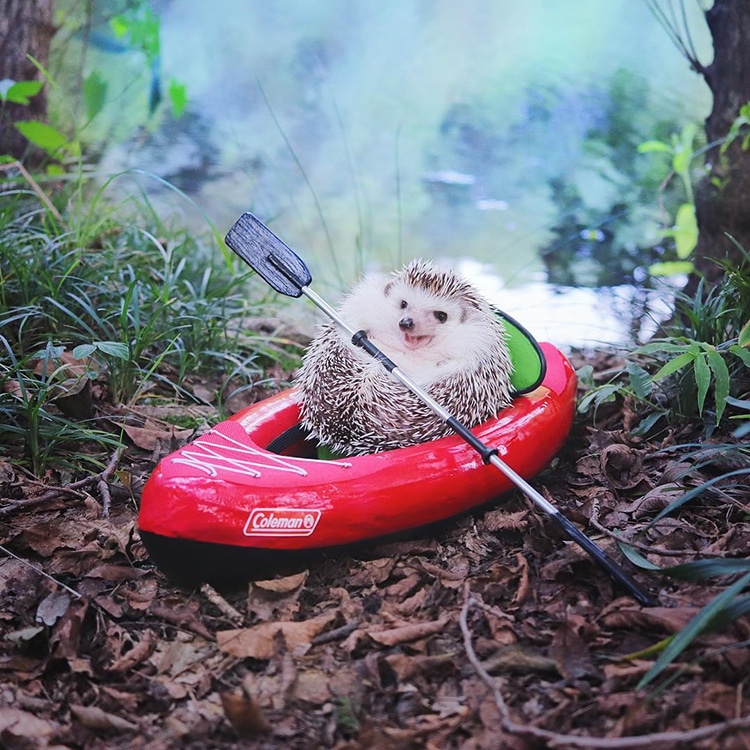 Azuki Tiny Hedgehog Goes Camping