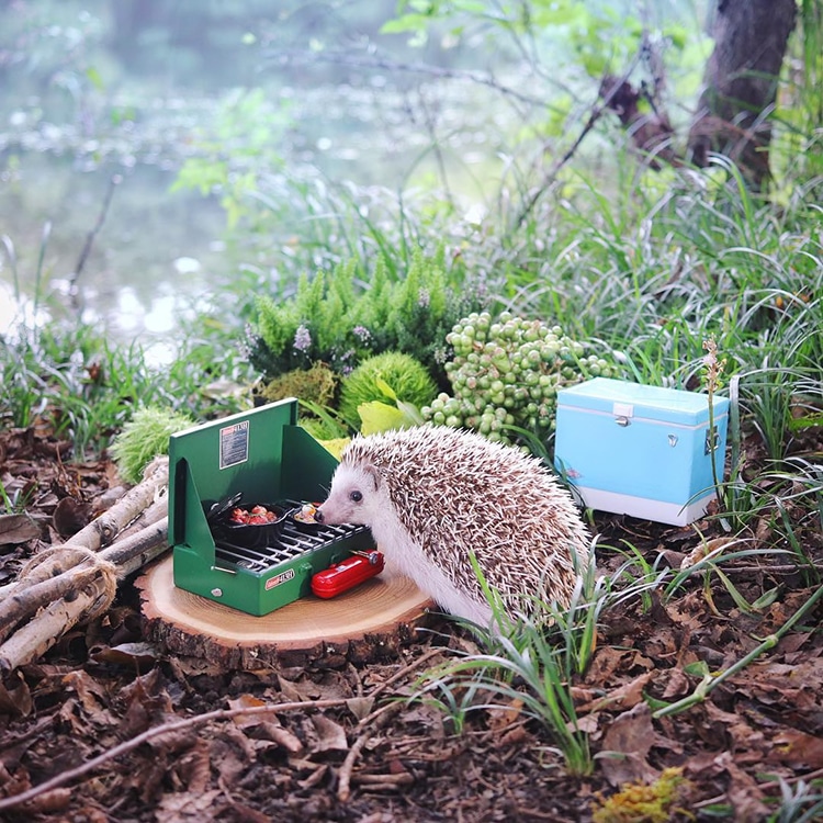 Azuki Tiny Hedgehog Goes Camping