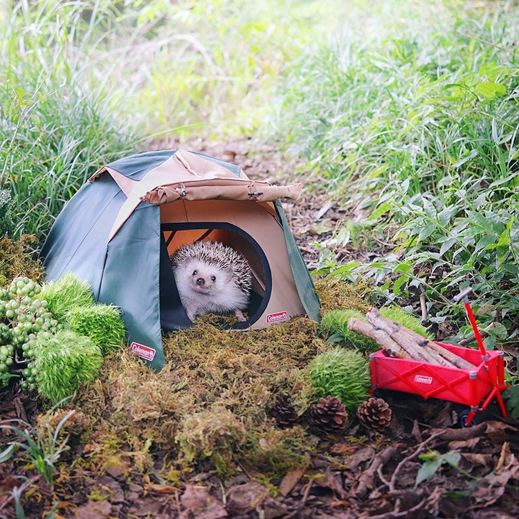 Azuki Tiny Hedgehog Goes Camping