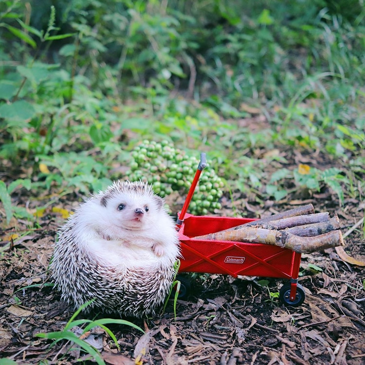 Azuki Tiny Hedgehog Goes Camping