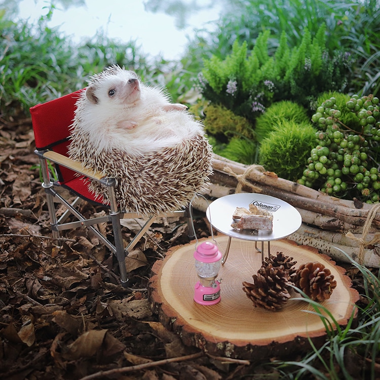 Azuki Tiny Hedgehog Goes Camping