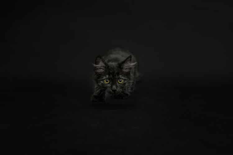 Black Cat Photos by Casey Elise Christopher