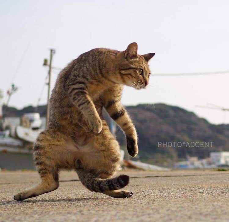 Ninja Cats by Hisakata Hiroyuki