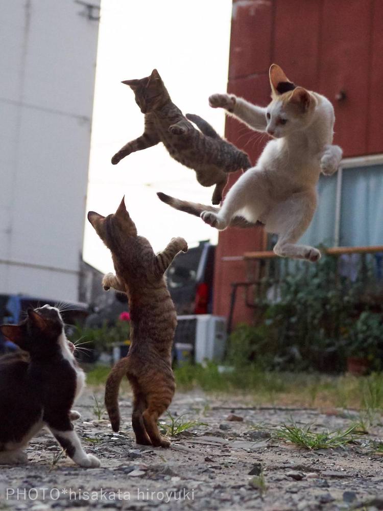 Photographer Captures Agile Felines Performing Like Ninja Cats