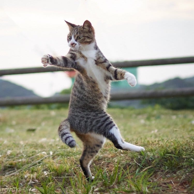 Pet Photography by Hisakata Hiroyuki