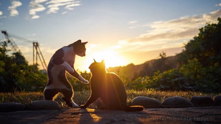 Pet Photography by Hisakata Hiroyuki