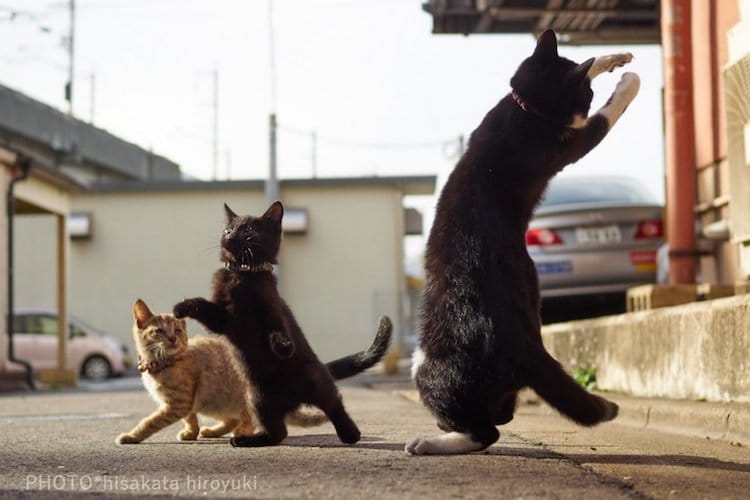 Pet Photography by Hisakata Hiroyuki