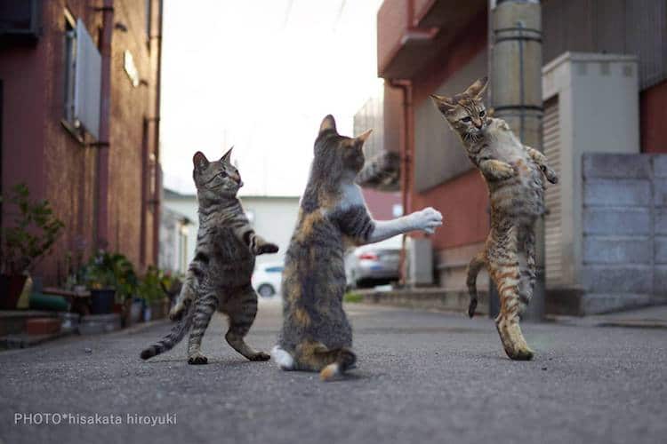 Ninja Cats by Hisakata Hiroyuki