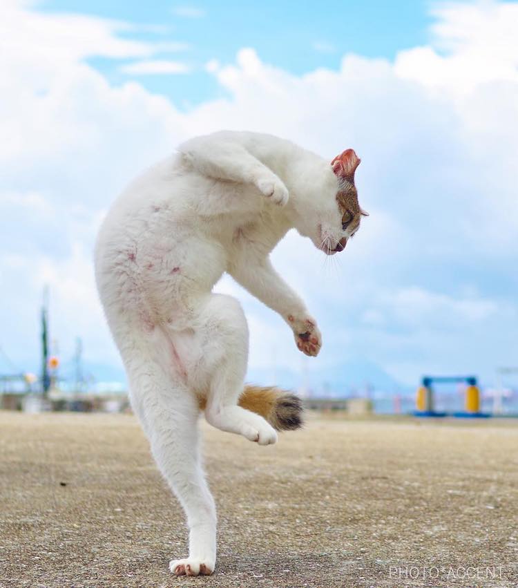 Action Shots Cats by Hisakata Hiroyuki