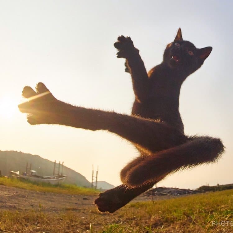 perfectly timed cat photos