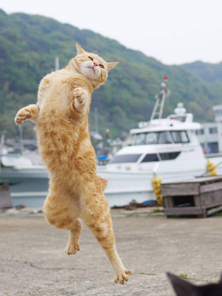 Photographer Captures Agile Felines Performing Like Ninja Cats