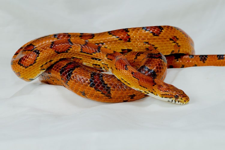 Corn Snake