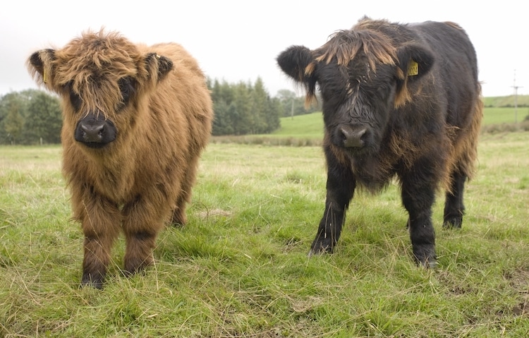 Two Cute Highland Cow Calves