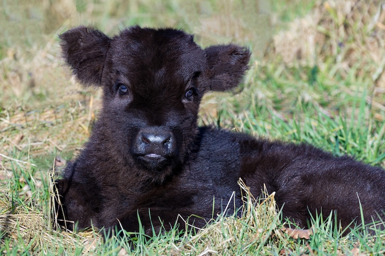 Newborn black scottish highlander calf lying in grass