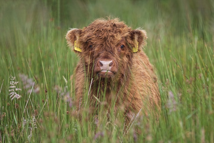 Cute Scottish Highland Calf in the Grass