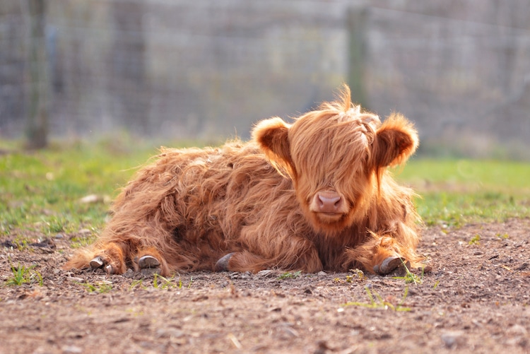 Adorable Fuzzy Cow Sitting on the Ground