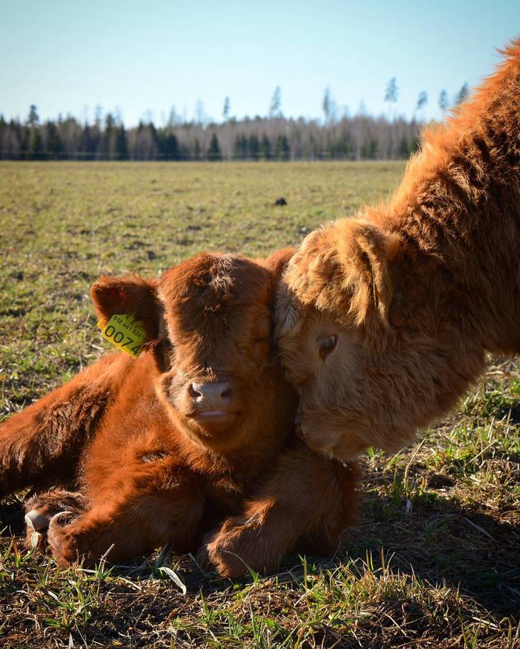 Adorable Highland Cattle Calf
