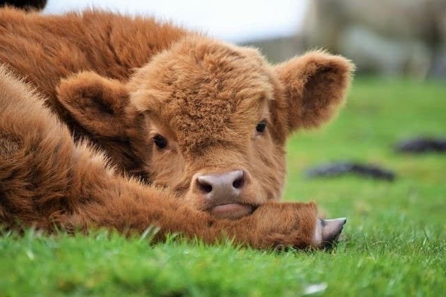 Adorable Highland Cattle Calf