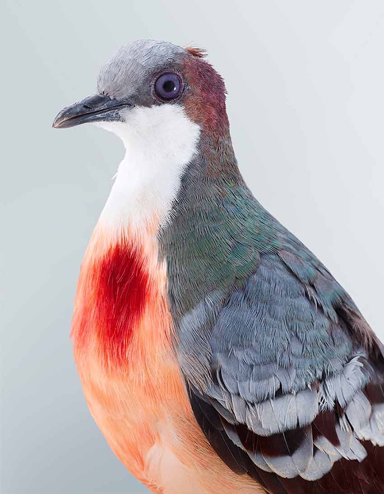 Leila Jeffreys Colorful Bird Portraits