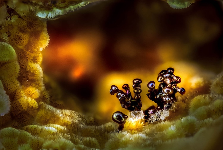 Nikon Small World Photomicrography 2017 Winners