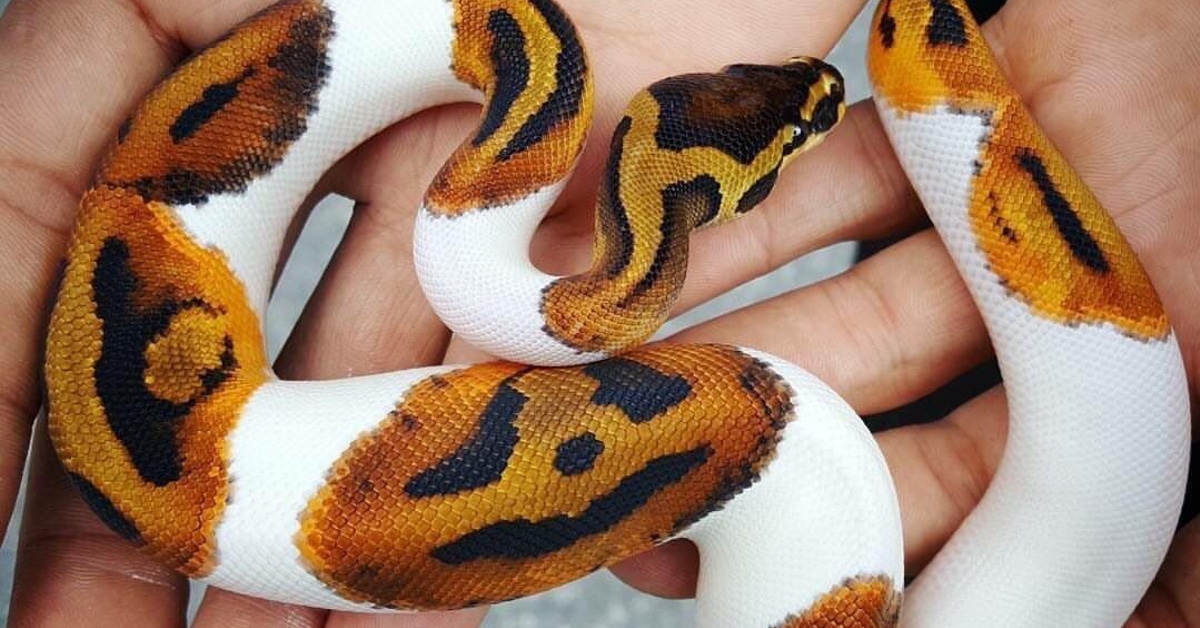 Rare piebald ball pythons are bred until they have perfect pumpkin-like pat...