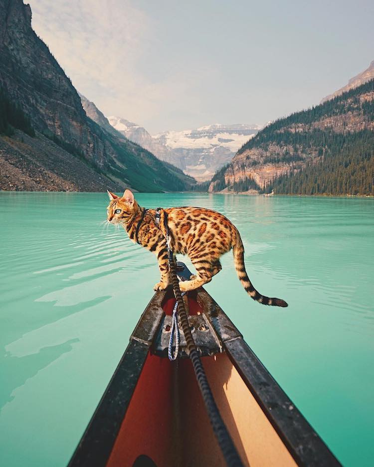 https://mymodernmet.com/wp/wp-content/uploads/2017/10/traveling-cat-sukii-16.jpg