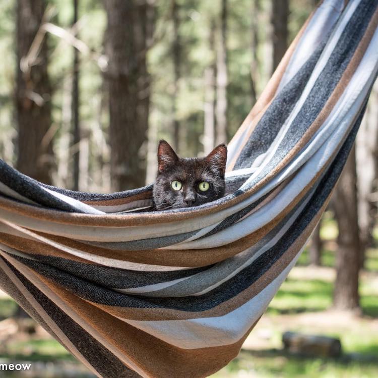 Rich East Traveling With Your Cat