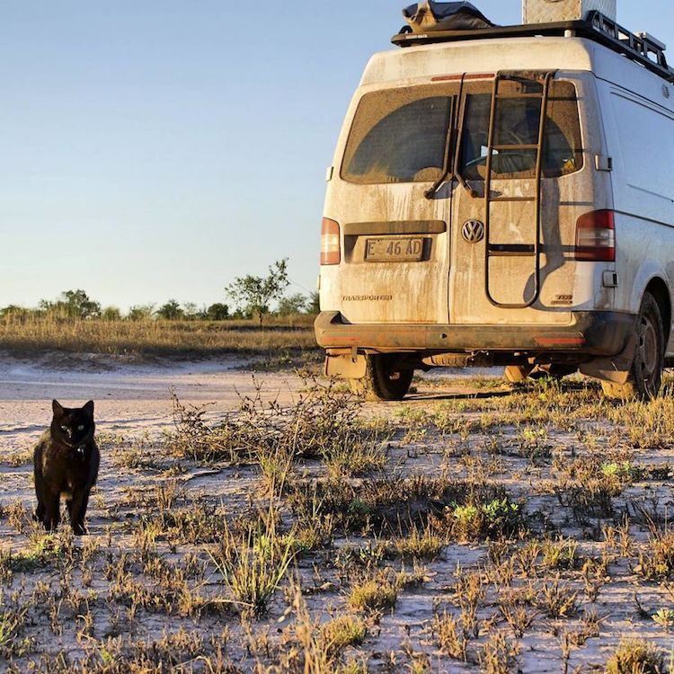 Rich East Traveling with Cat