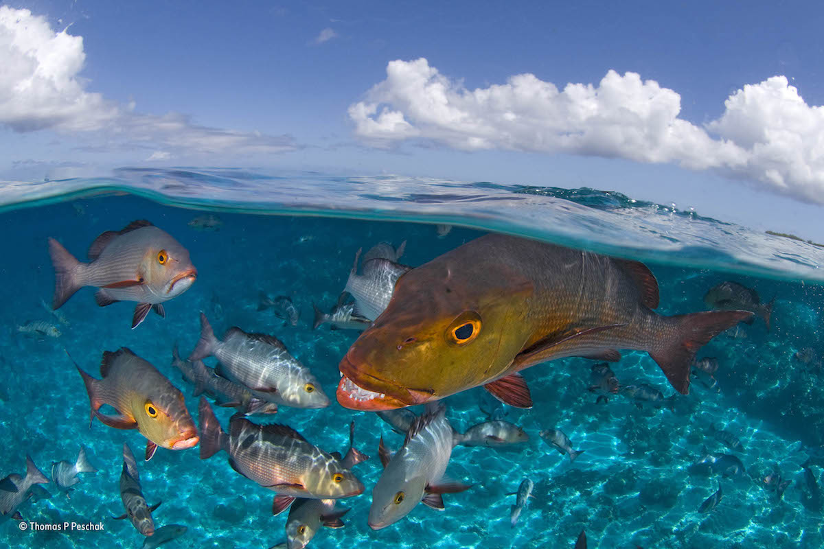 2017 Wildlife Photographer of the Year Winners