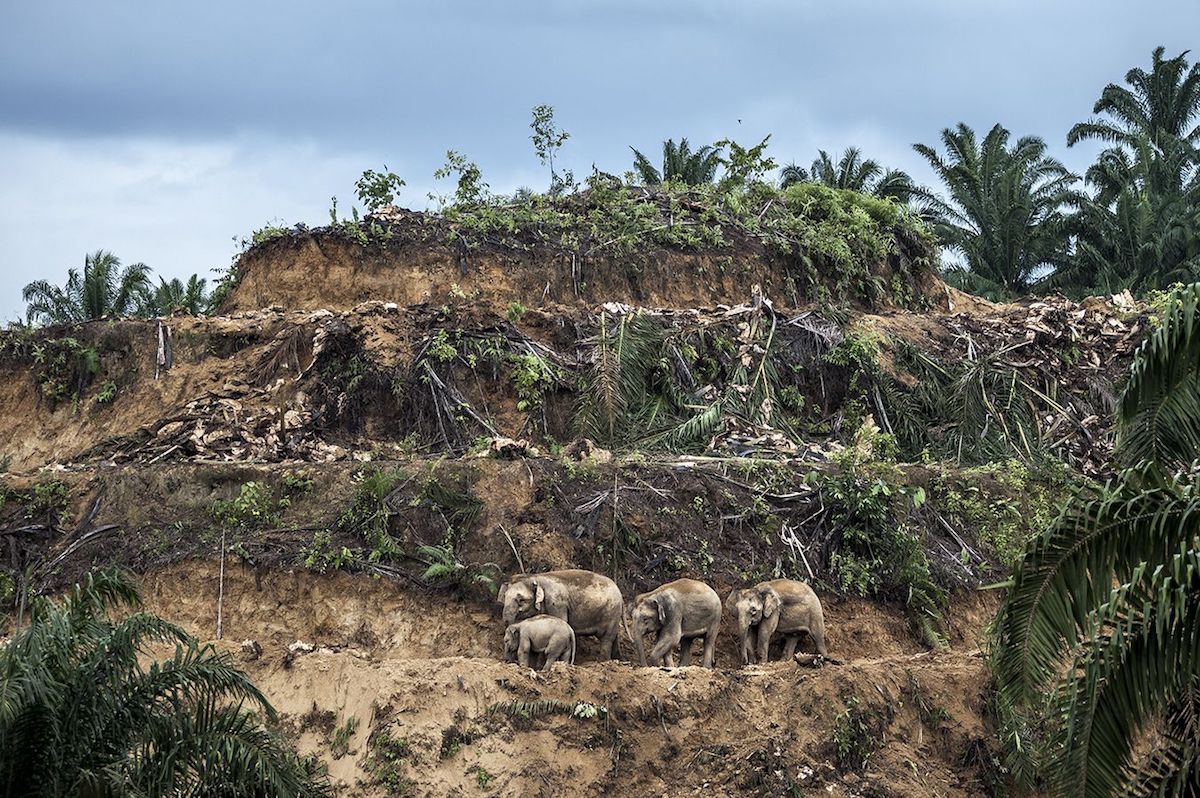 winner Wildlife Photographer of the Year photo contest