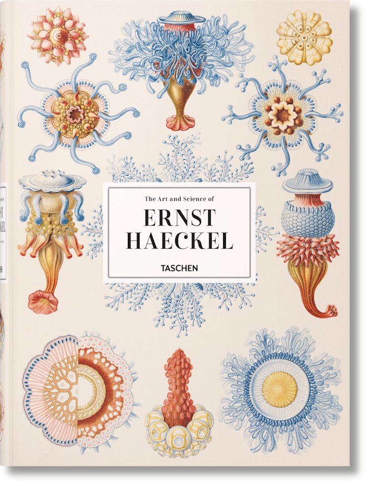 Ernst Haeckel scientific illustration
