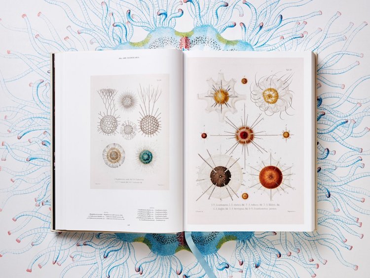 Ernst Haeckel Taschen