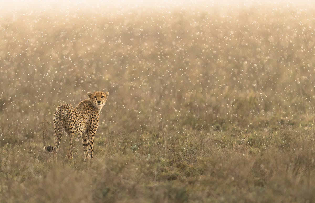 Photograph of a Cheetah in the Rain by George Turner