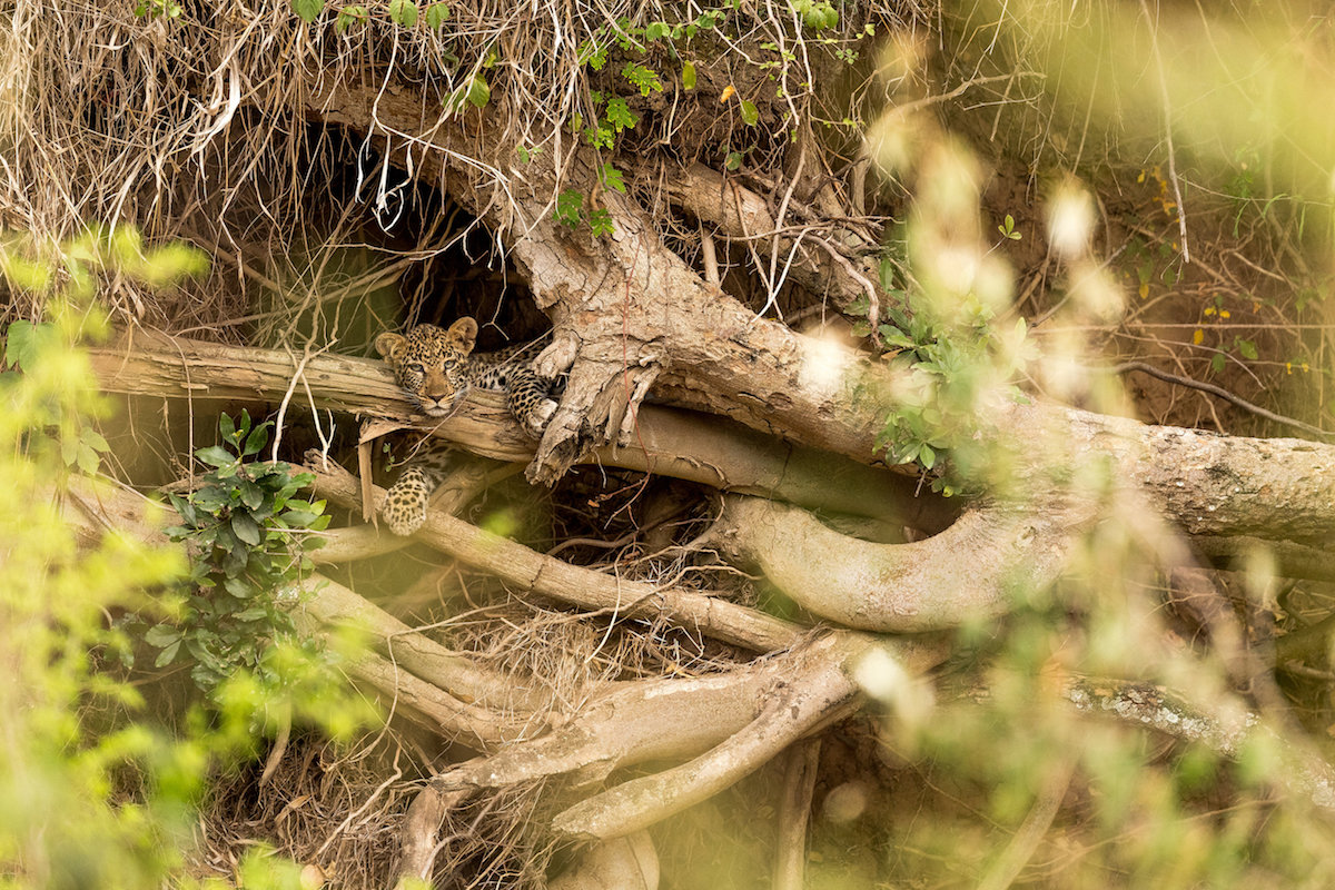 George Turner Wildlife Photographer