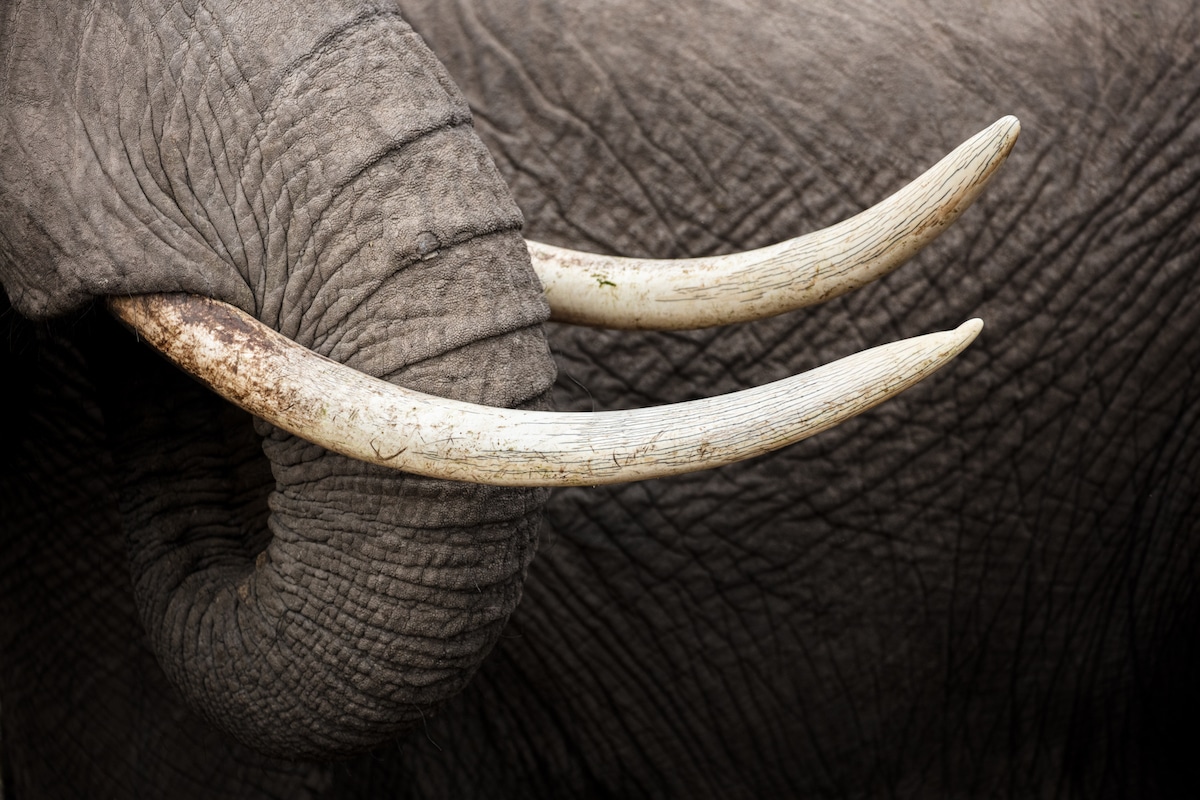 Richard Johnston Wildlife Photography Elephant