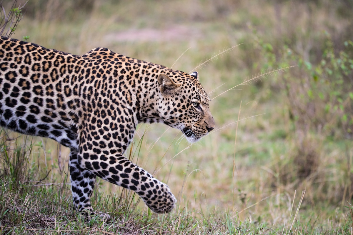 Richard Johnston Leopard Wildlife Photography