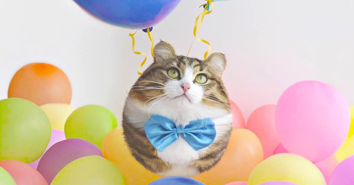 Photo Editor Transforms Real-Life Animals into Round Furry Balloons