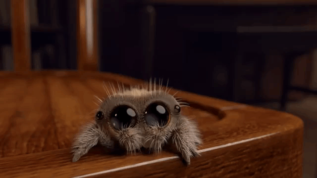 Adorable Animated Spider Named Lucas