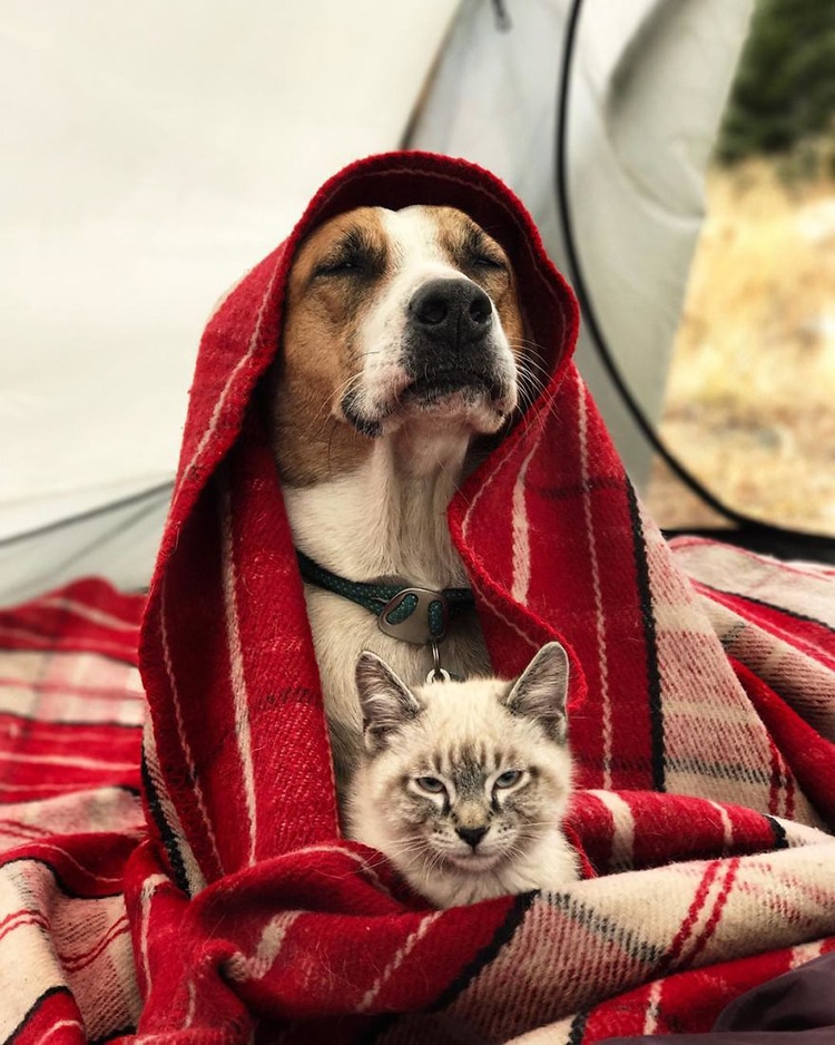 Cat and Dog Travel Together Henry and Baloo