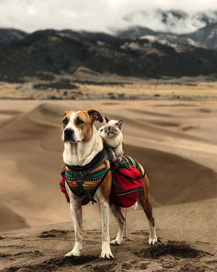 Cat and Dog Travel Together Henry and Baloo